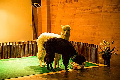 索尼方面愿意把地平线主角艾洛依给任天堂大乱斗用